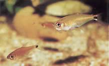 Gnathocharax steindachneri (Harapós tetra)