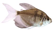 Gymnocorymbus ternetzi Özvegy