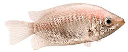 Helostoma temmincki (Csókolás - Gourami nehézkes)