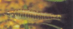 Hemigrammocharax multifasciatus Afrikai kockás tetrachette