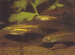 Hemigrammopetersius septentrionalis (Észak-afrikai Tetra-Néon)