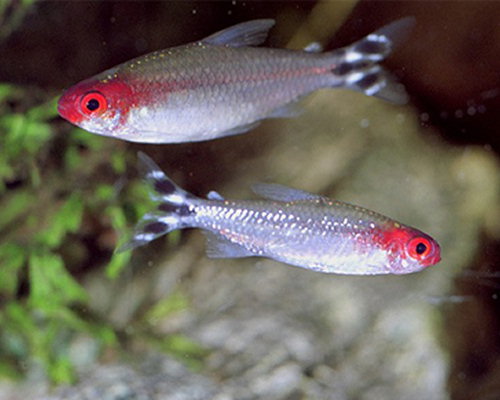 Hemigrammus bleheri (Piros száj tetra)