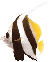 Heniochus acuminatus (Ketyegés)