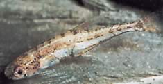 Klausewitzia ritae (Rita törpe tetrakéta)
