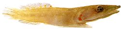 Lepadogaster candollei Rúd
