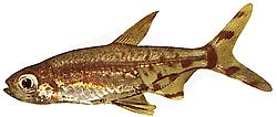 Lepidarchus adonis (Tetra Adonis, meztelen tetra)