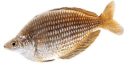 Melanotaenia fluviatilis (Ausztrál szivárványos halak)