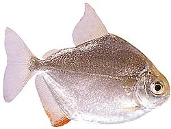 Metynnis hypsauchen (Métynnis nagy fejekkel)