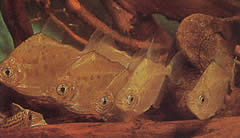 Metynnis lippincottianus (Koumanou, dollár halak)