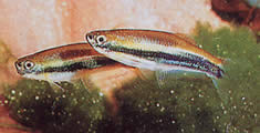 Mimagoniates lateralis (Tetra-glande akadályoztak)