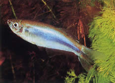 Mimagoniates microlepis (Kis mérlegek tetra-barberos)