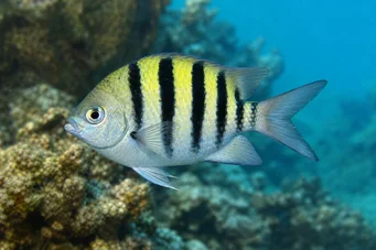 Abudefduf saxatilis Őrmester