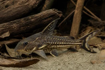 Acanthodoras spinosissimus