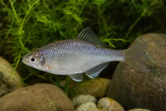 Acanthorhodeus atranalis