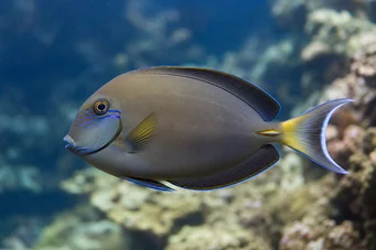 Acanthurus Fowleri Fowler sebész halak