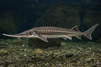 Acipenser stellatus