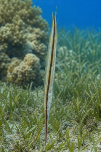 Aeoliscus strigatus Borotvahal