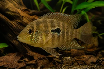 Aequidens maronii