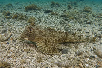 Agonus decagonus (Tengeri vadászgörény)