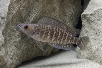 Altolamprologus compressiceps (Altolamprologus tömörítés)
