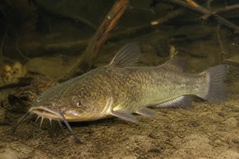 Ameiurus nebulosus (Ameiurus ködös)