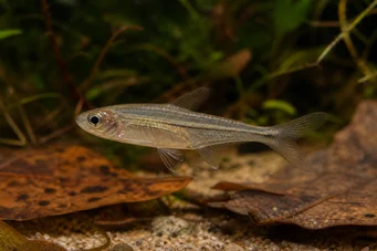 Ammocryptocharax elegans