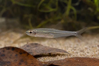 Ammocryptocharax minutus Karakter-fleche perc