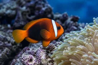 Amphiprion melanopus Melanopus amfiprion