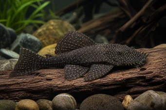 Ancistrus bolivianus