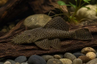Ancistrus hyplogenys Fekete Ancistrus