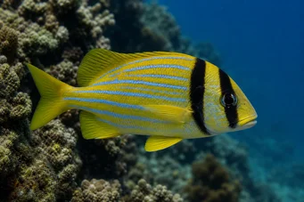 Anisotremus virginicus Sertéshús