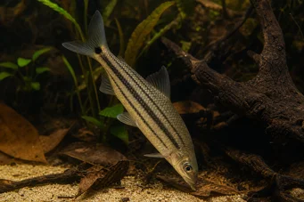 Anostomus anostomus (Csíkos anosztóm)