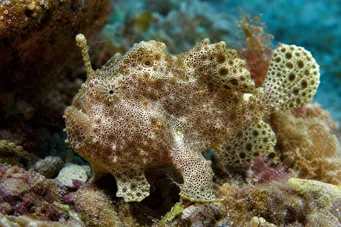 Antennarius maculatus Hal-RAPAUD, halász vagy antennák