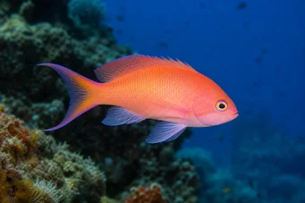 Anthias anthias Borbély