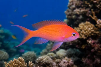 Anthias squamipinnis Vörös fodrász