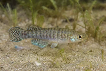 Aphanius dispar Aphanius eltűnik