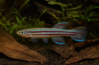 Aphyosemion bivittatum Afioszémion bivittatum