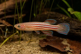 Aphyosemion striatum Csíkos Aphyo
