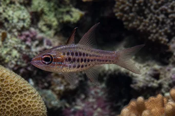 Apogon nematopterus Apogon pizsamák