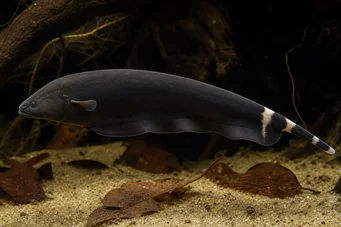 Apteronotus albifrons American Coup Fish - más néven fekete pHA