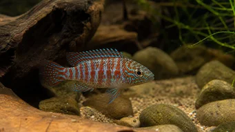 Badis badis Kaméleon halak