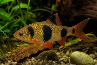 Barbus everetti (Bohóc szakállas)