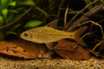 Barbus gelius (Szakállas)