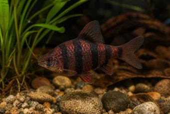 Barbus nigrofasciatus (Szakállas)