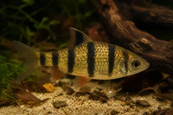 Barbus pentazona johorensis (Öt -sáv szakállas)