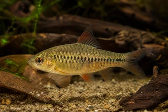 Barbus roloffi (Roloffi szakállas)