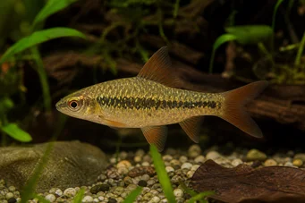 Barbus sachsi (Szakállas)