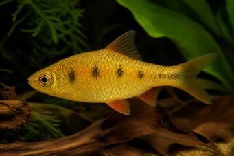 Barbus semifasciolatus (Sárgaréz szakállas)