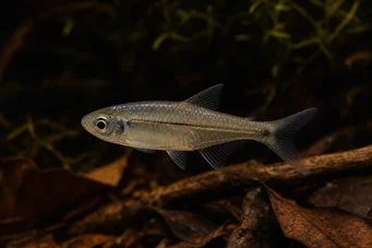 Bathyaethiops breuseghemi (Afrikai Tetra-Hold)