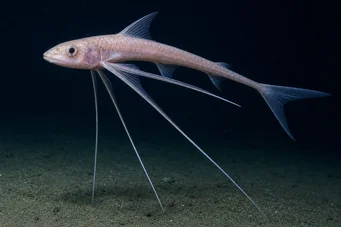 Bathyptérois bigelowis